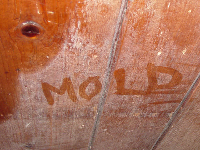 "Mold" written in dust on wood floor